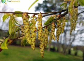 Hornbeam