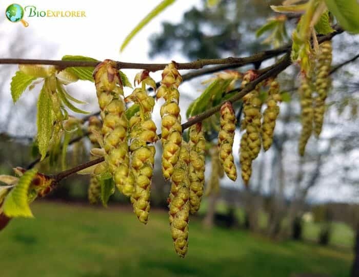 Hornbeam