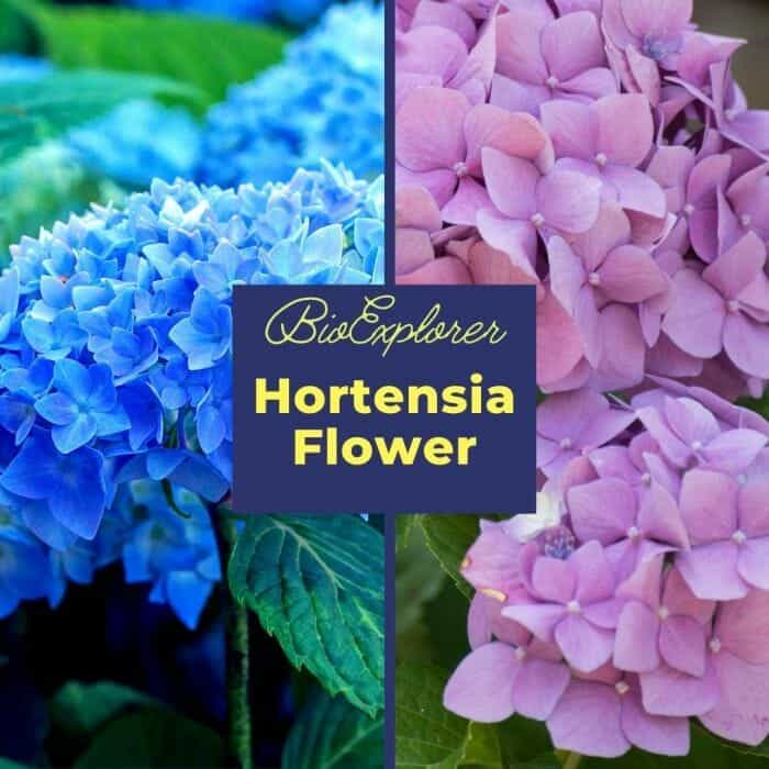 Hortensia Hortensia