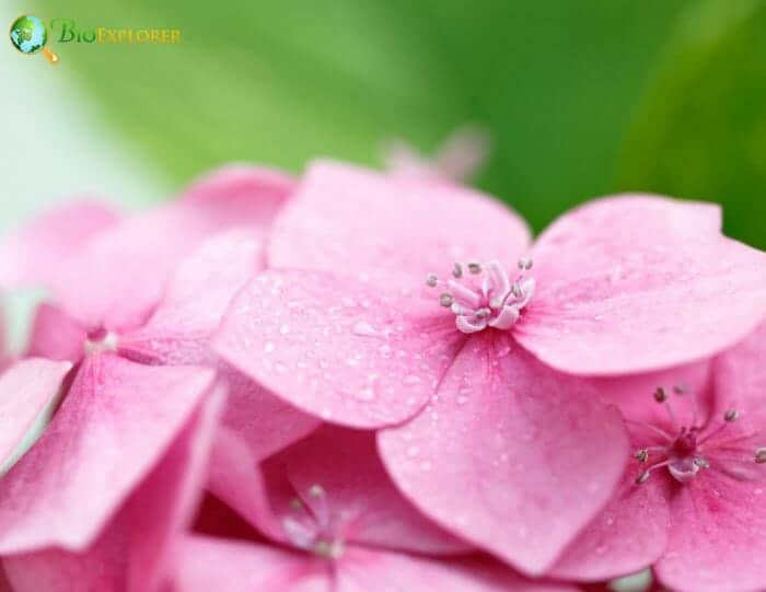 Hortensia Flowers Hortensia Flowers