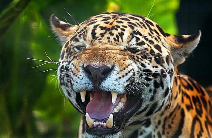 How Do Jaguars Hunt? How Do Jaguars Hunt?