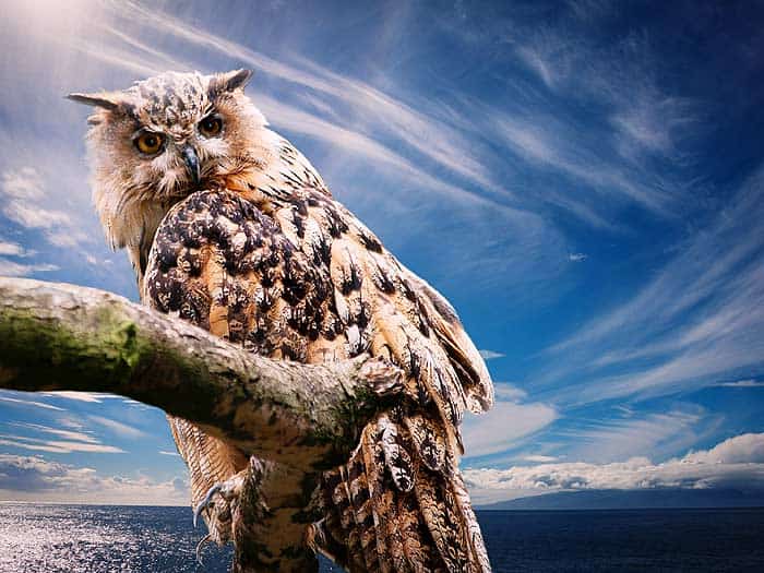 How do owls hunt? How do owls hunt?