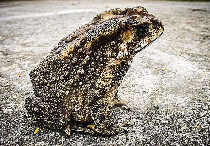 How do toads hunt? How do toads hunt?