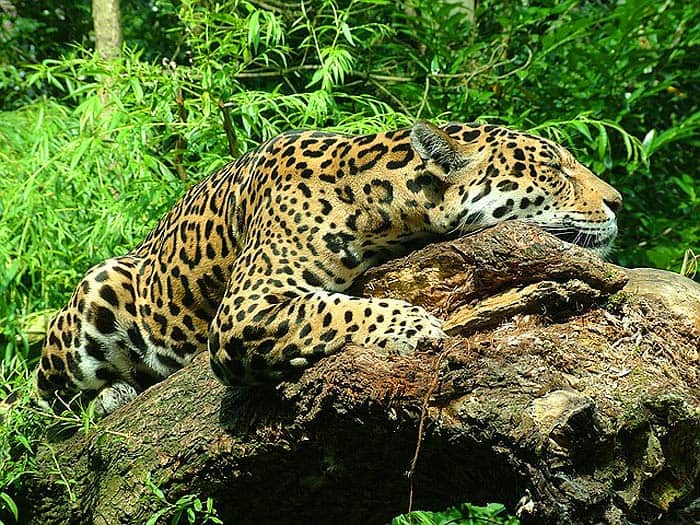 How Often Do Jaguars Eat? How Often Do Jaguars Eat?