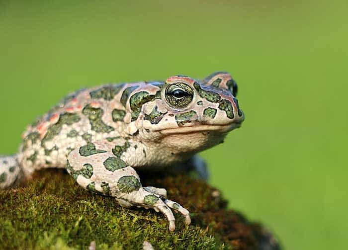 How often do toads eat? How often do toads eat?