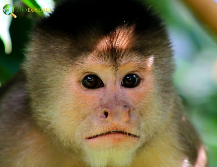 Humboldt's White Capuchin