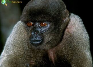 Humboldt’s Woolly Monkey