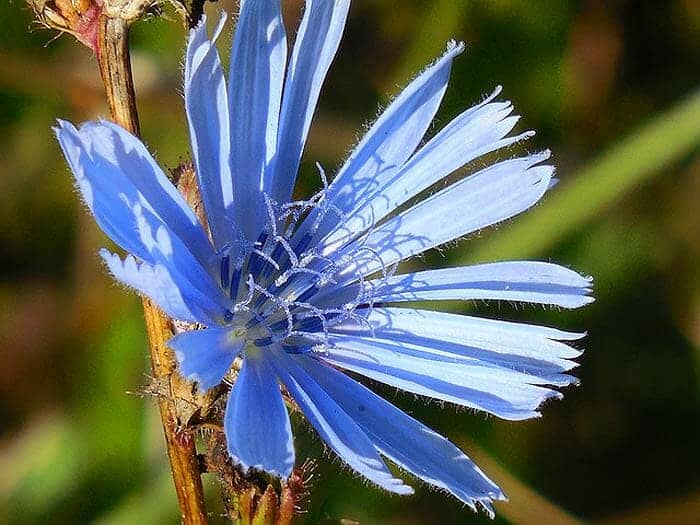 Hurt Sickle Flower Hurt Sickle Flower