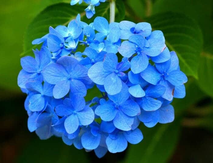 Hydrangea Flowers Hydrangea Flowers