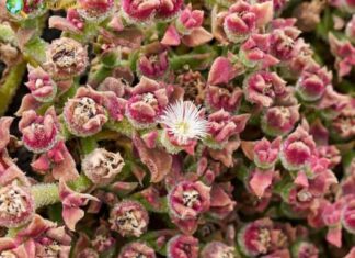 Ice plant