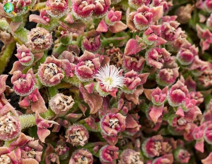 Ice plant