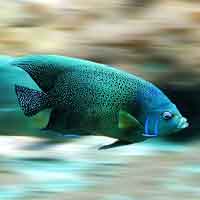 Ichthyology