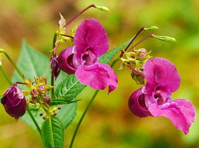 Balsam