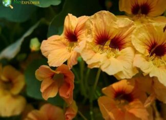Indian cress