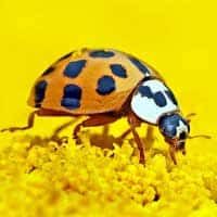 Entomology