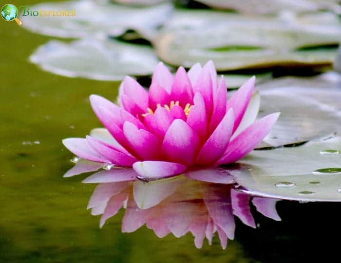 Interesting Facts About Water Lilies Interesting Facts About Water Lilies