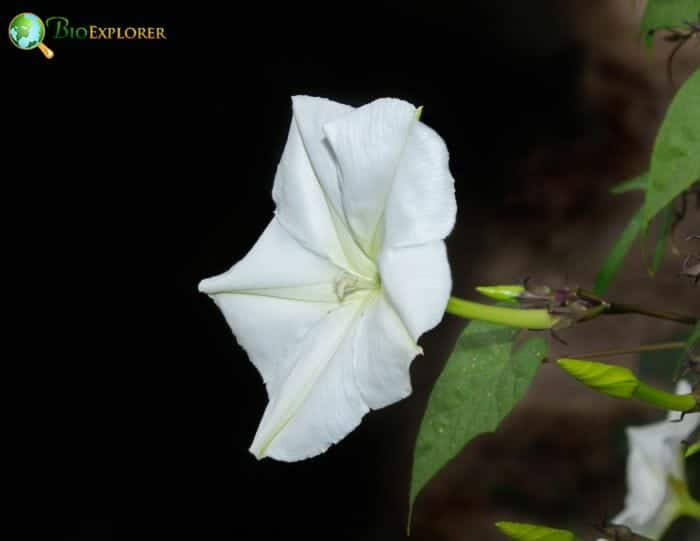 Ipomoea Alba Ipomoea Alba