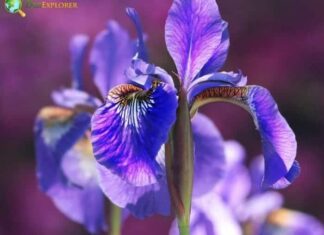 Iris