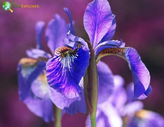 Iris