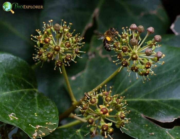 Ivy