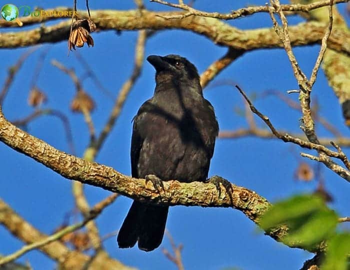 Jamaican Crow Jamaican Crow