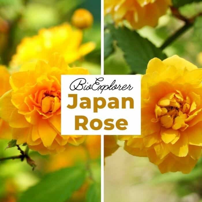 Japan Rose Japan Rose