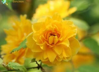 Japan Rose