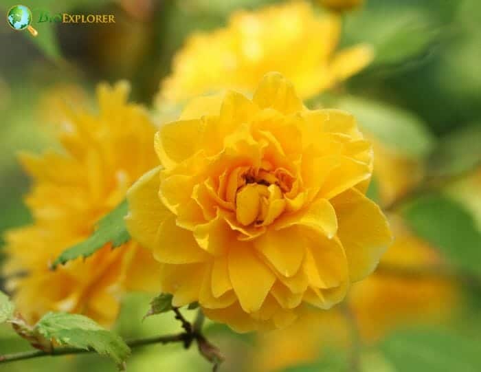 Japan Rose
