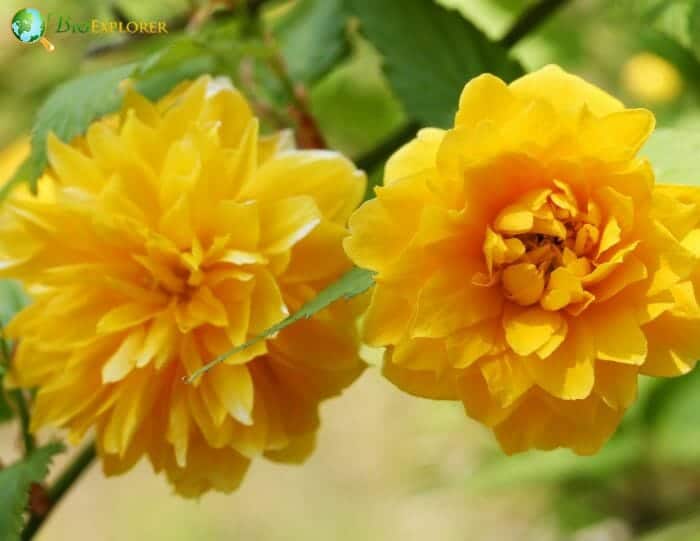 Japan Rose Japanese Kerria Japan Rose Japanese Kerria