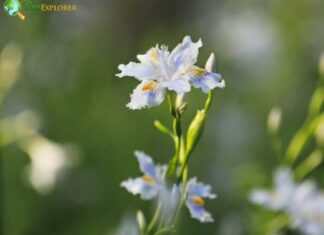 Japanese Iris