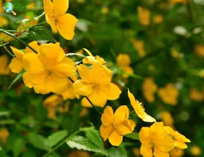 Japanese Kerria Flowers Japanese Kerria Flowers