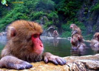 Japanese Macaque