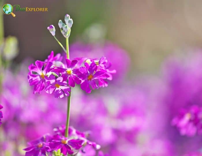 Japanese Primrose Flower Japanese Primrose Flower