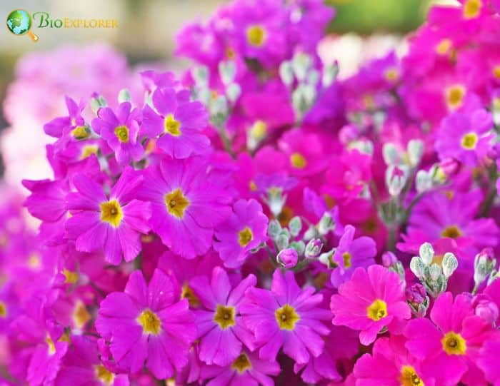Japanese Primrose Flowers Japanese Primrose Flowers