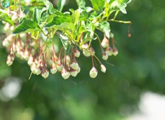 Japanese Snowbell