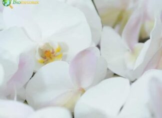Japheth Orchid
