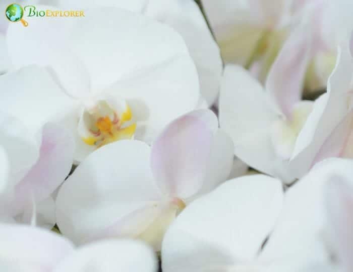 Japheth Orchid