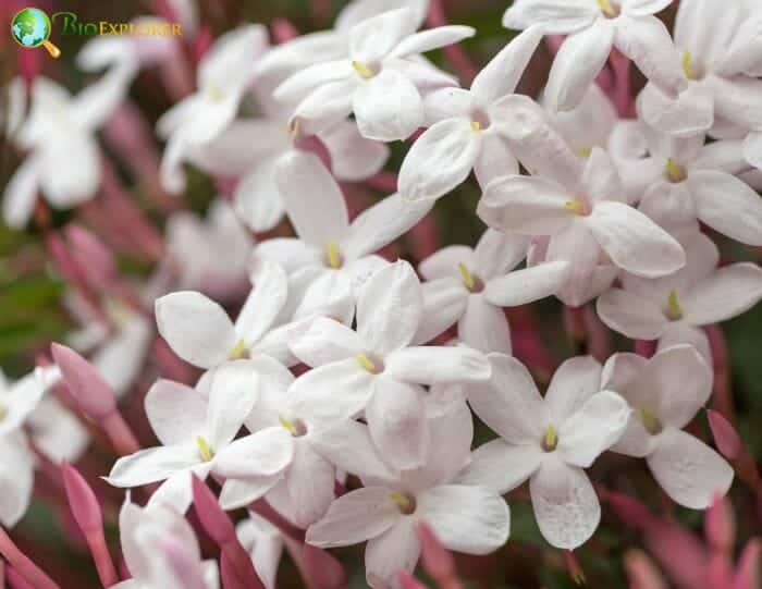 Jasmine