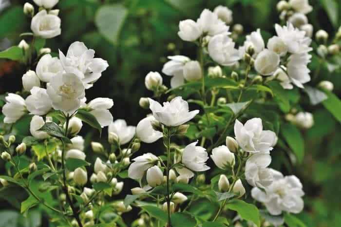 Jasminum Polyanthum Flowers Jasminum Polyanthum Flowers