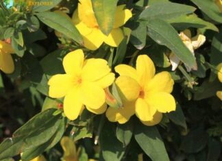 Jessamine