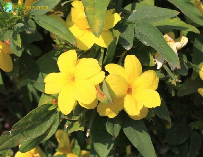 Jessamine