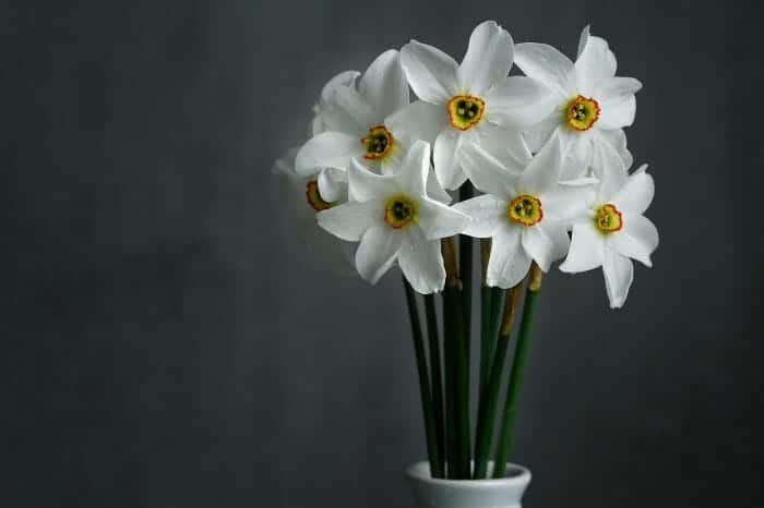 Jonquil Flowers Jonquil Flowers
