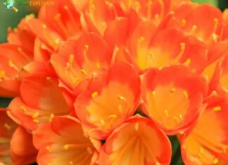 Kaffir Lily