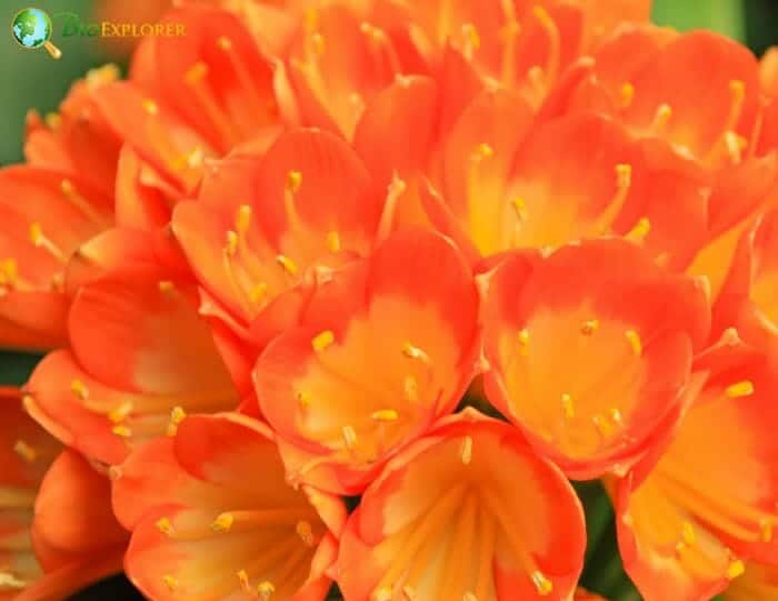Kaffir Lily