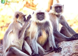 Kashmir Gray Langur