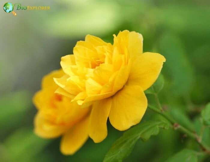 Kerria Japonica Kerria Japonica