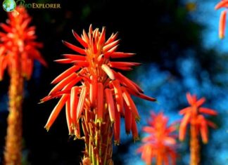 Krantz Aloe