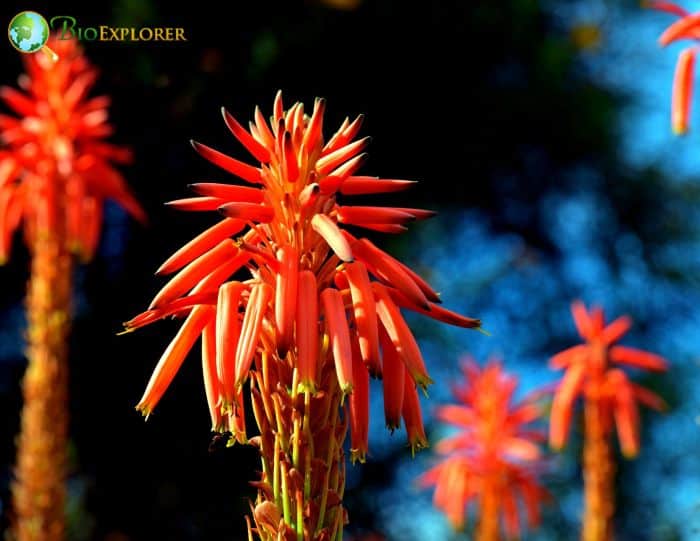 Krantz Aloe
