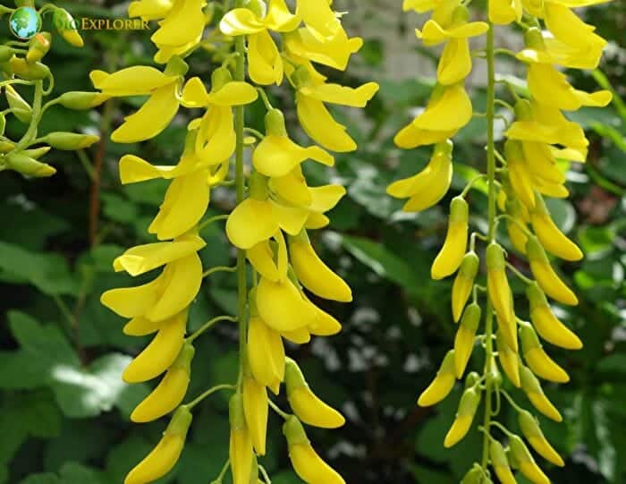 Laburnum