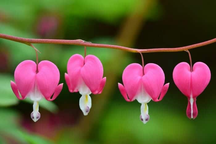 Lamprocapnos Spectabilis Lamprocapnos Spectabilis